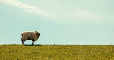 Sheep Standing On Green Grass With Blue Sky