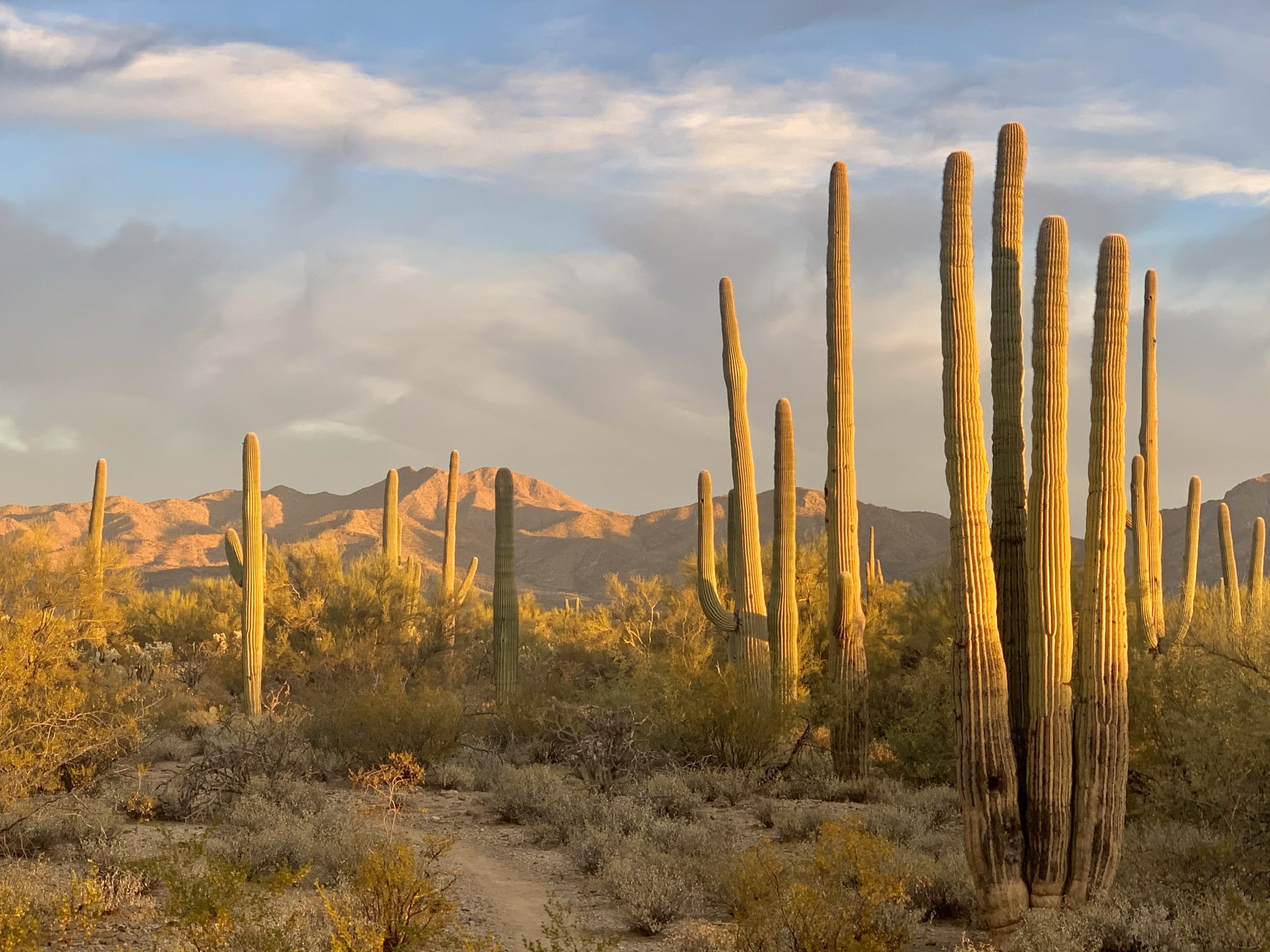 Dry And Barren Desert