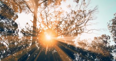 Sunbeam Shining Through The Brown Trees And Blue Sky