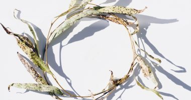 Crown Made Of Reeds On White Background
