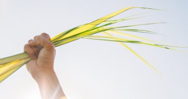 Person Holding Yellow And Green Grass