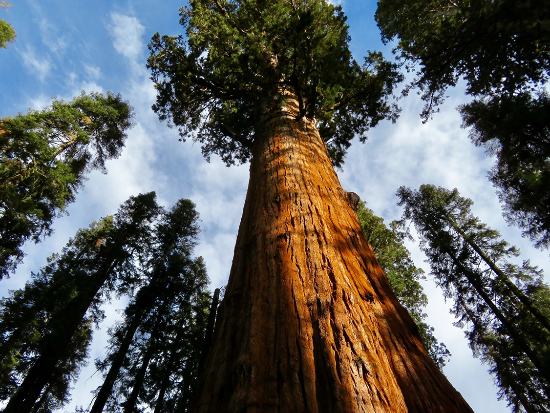 Tree Trunk Reaching The Blue Sky