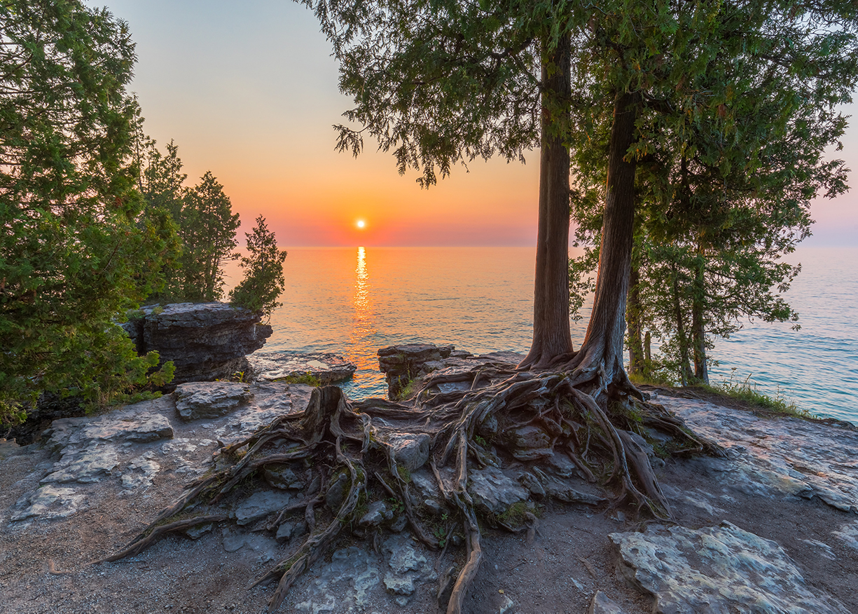 Tree Roots Near Water At Sunset