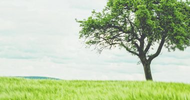 Green Tree On Green Grassland