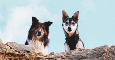 Two Dogs Looking Over Rock Cliff